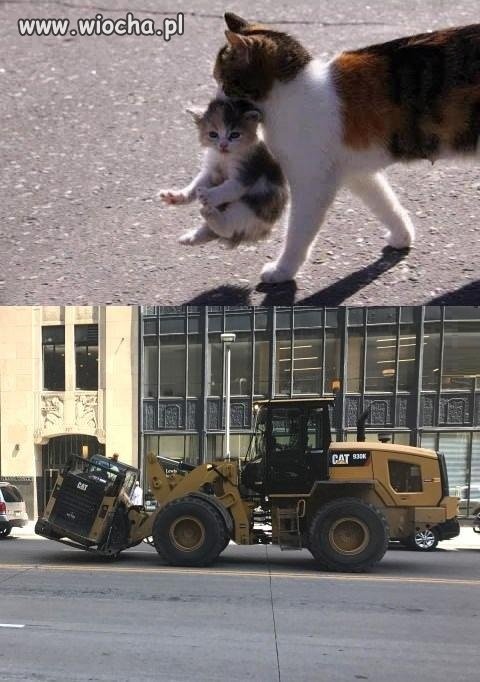 Mama cat carrying baby cat