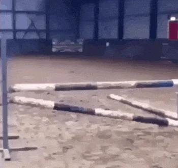 Koń uderza w kontuar.