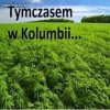 Tymczasem