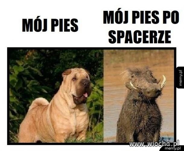 Pies po