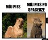 Pies po