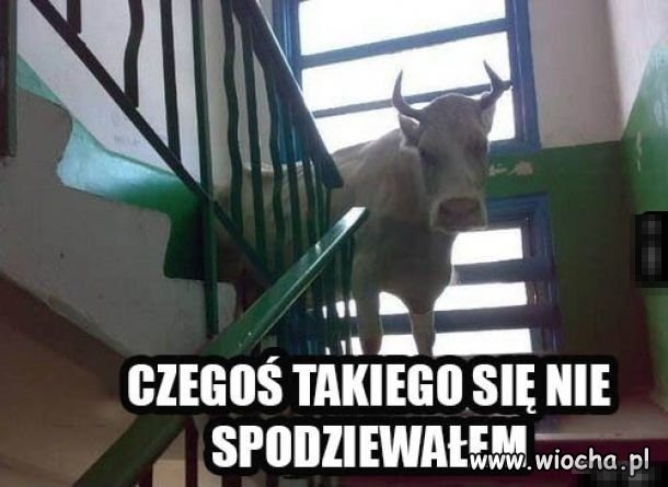 Co jest?