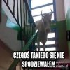Co jest?