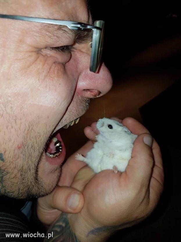 Chomik Popka
