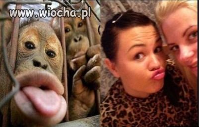 Znajdź pięć podobieństw!