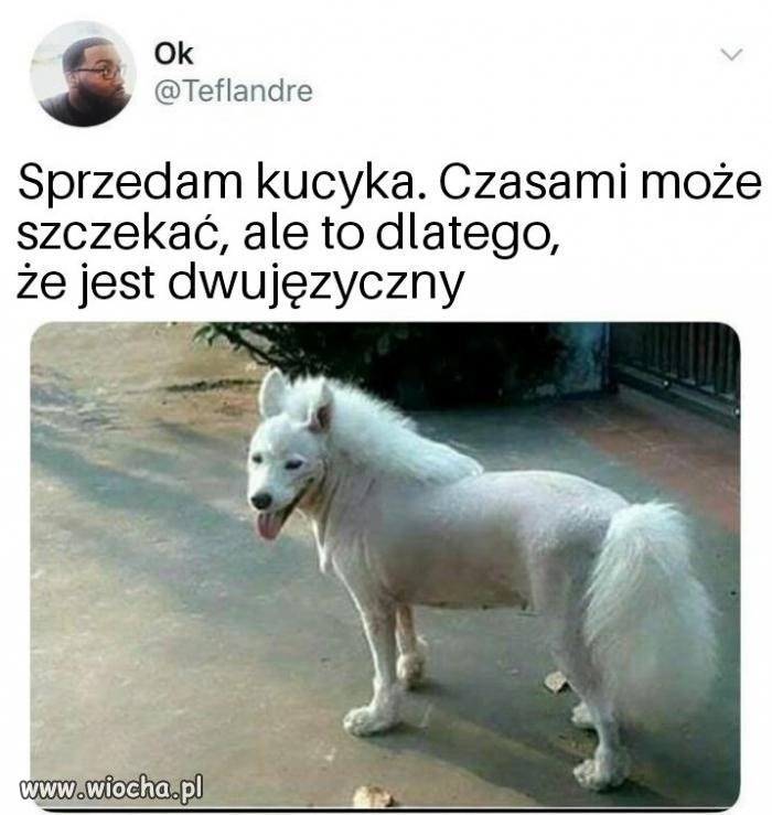 Ktoś zainteresowany?