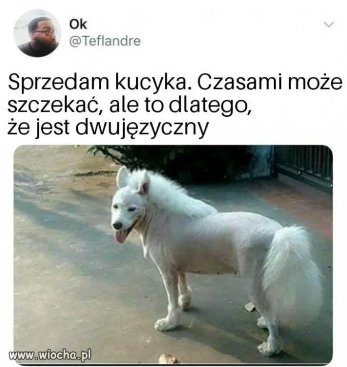 Ktoś zainteresowany?