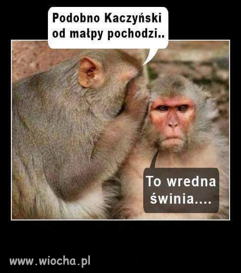 Tymczasem
