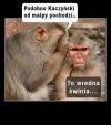 Tymczasem