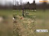 PILNE "Pijana zabija z premedytacją malutką kózkę"