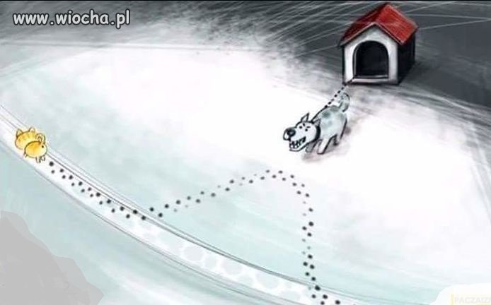 Normalnie PiS i PO, tylko który jest który?