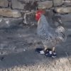 Gdy kupię nowe buty 