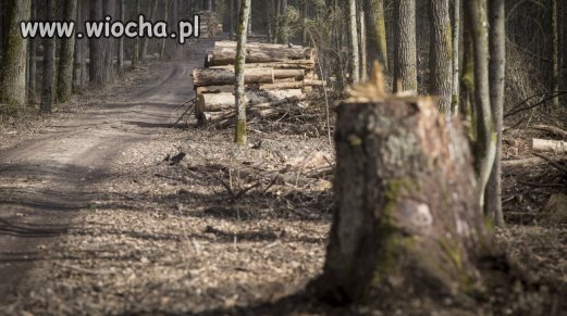 Polska przegrała spór o Białowieżę 