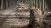 Polska przegrała spór o Białowieżę 