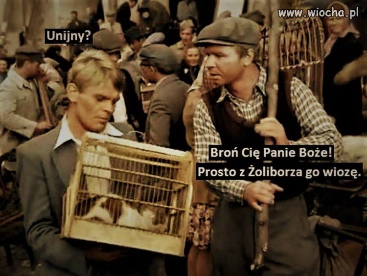 Kot, jedyny najlepszy