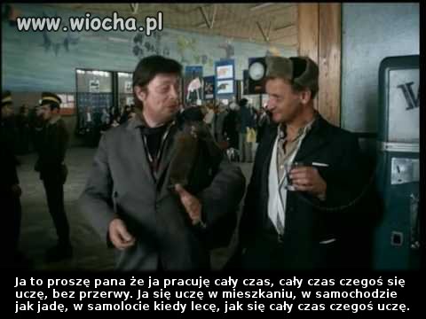 Bareja wiecznie żywy