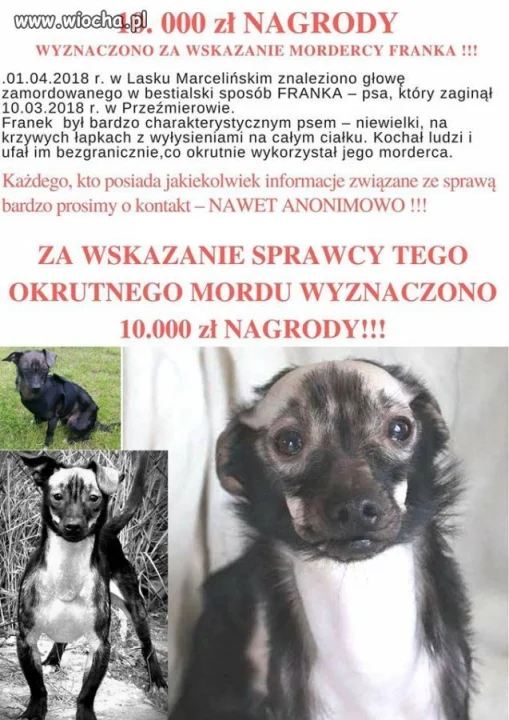 Nagroda za mordercę Franka