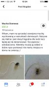 Okazja