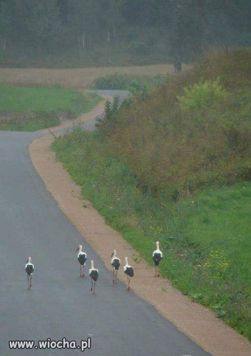 Jedyni migranci których chętni witam co rok.