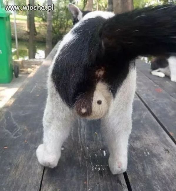Yin i yang