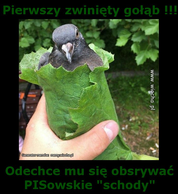 Pierwszy zwinięty gołąb !!!