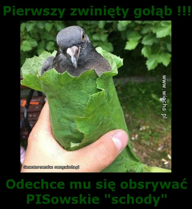 Pierwszy zwinięty gołąb !!!