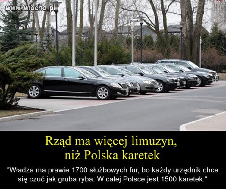 Grubych ryb przybywa