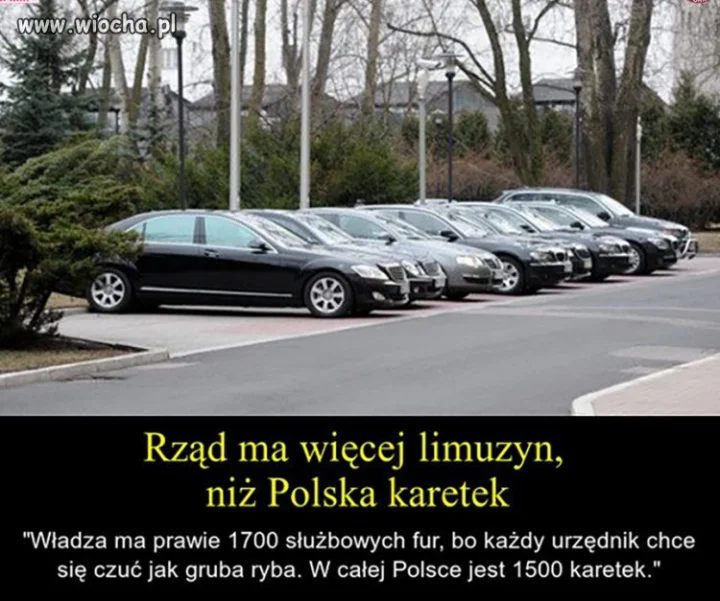 Grubych ryb przybywa