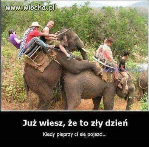 Tak to jest jak się samice puszcza przodem