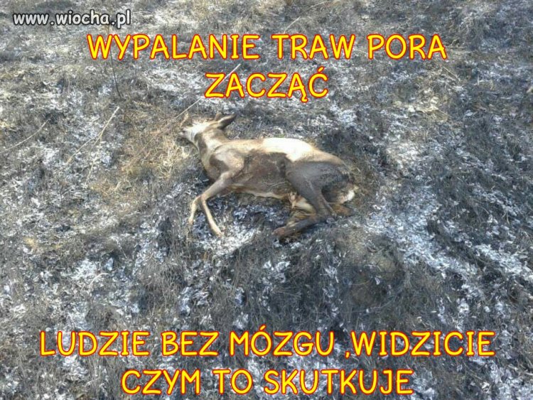Chciałbyś żeby ci ktoś podpalił dom?