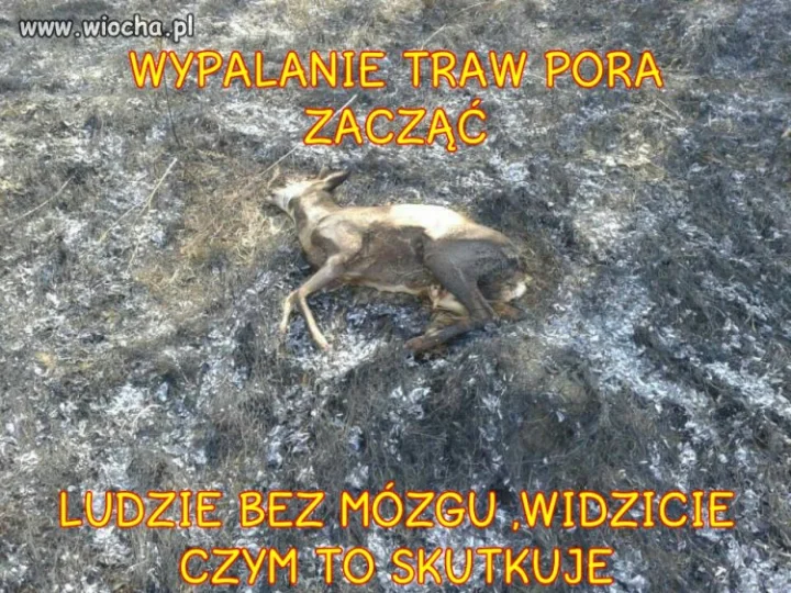 Chciałbyś żeby ci ktoś podpalił dom?