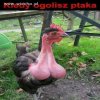 Kiedy ogolisz ptaka...
