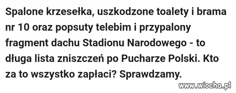 Bydło na stadionie