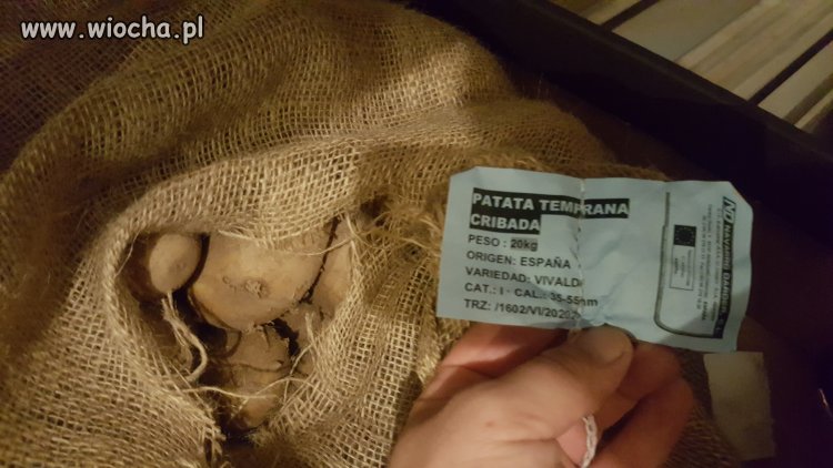 Ziemniak Hiszpański a sprzedawany jako polski