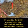 Taka mała aluzja