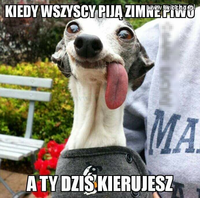 Kiedy wszyscy piją zimne piwko