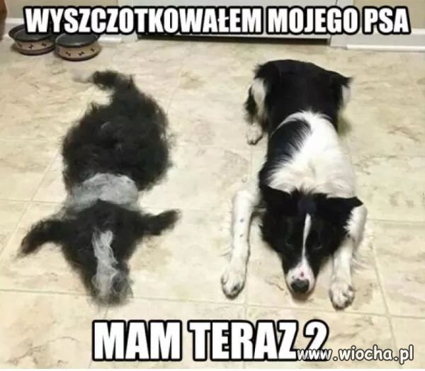 Wyszczotkowałem psa 