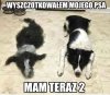 Wyszczotkowałem psa 
