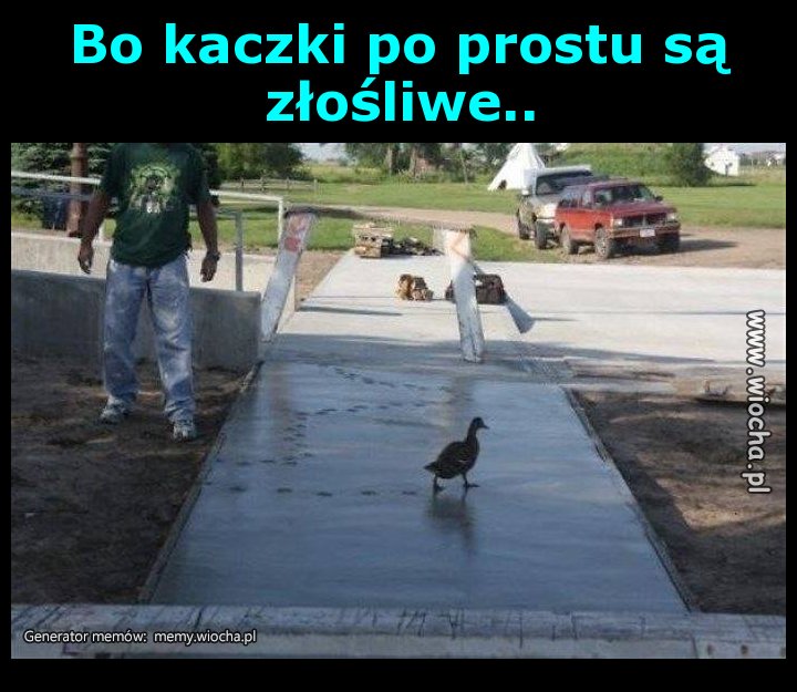 Bo kaczki po prostu są złośliwe