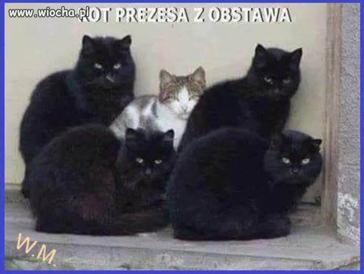 Kot prezesa też ma obstawe