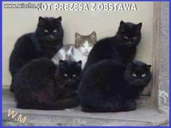 Kot prezesa też ma obstawe