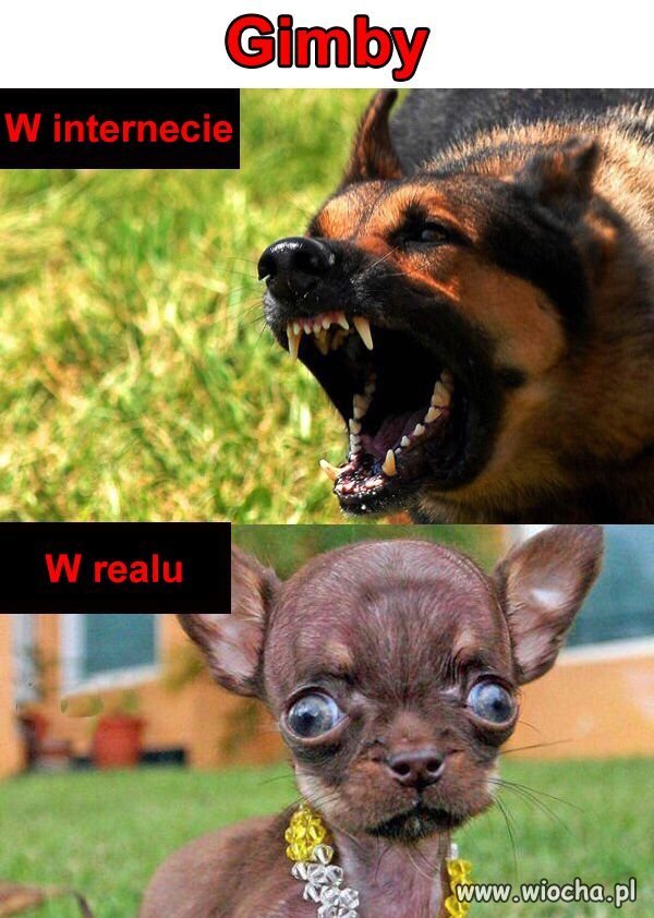 Coś w tym jest