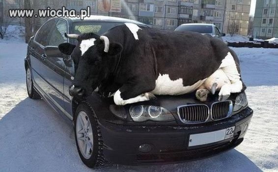 Kup BMW i wszystkie krowy są twoje!