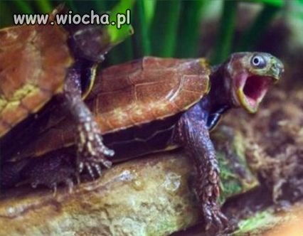 Jak poszło! Nie mylić otworów?