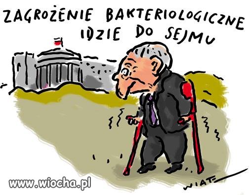 Zarazek
