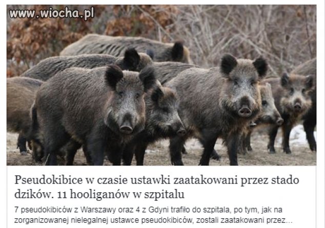 W meczu drużyn dziki-dzicy