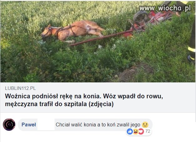 Koń