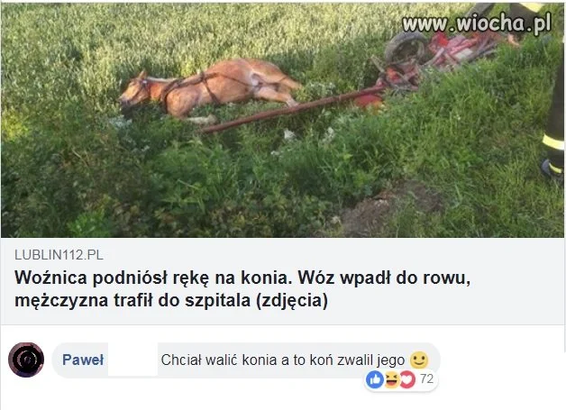 Koń