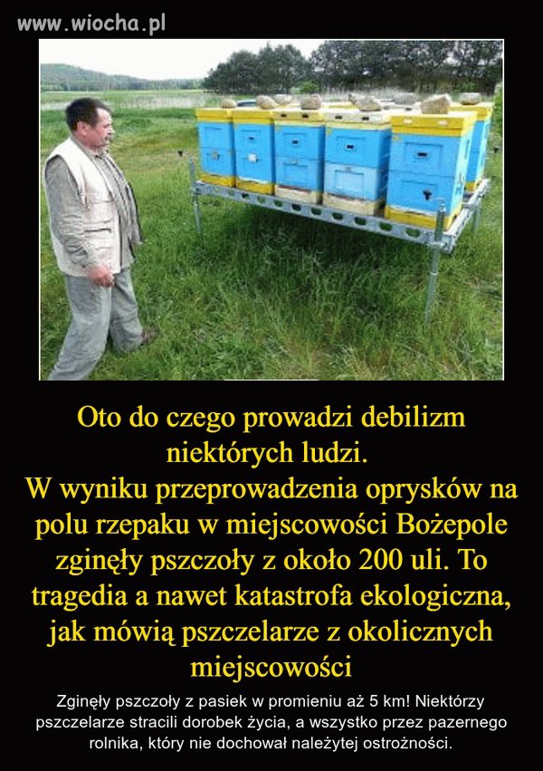 Bamber zawsze pozostanie bambrem