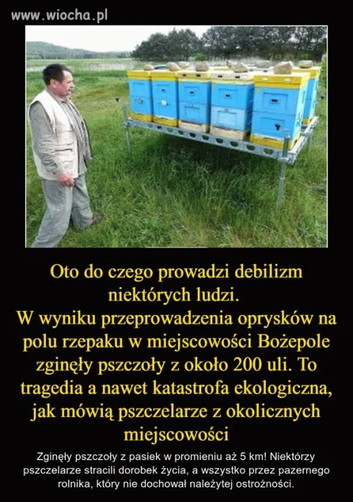Bamber zawsze pozostanie bambrem